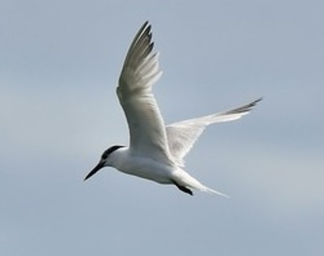 A Sandwich Tern flying through the air.