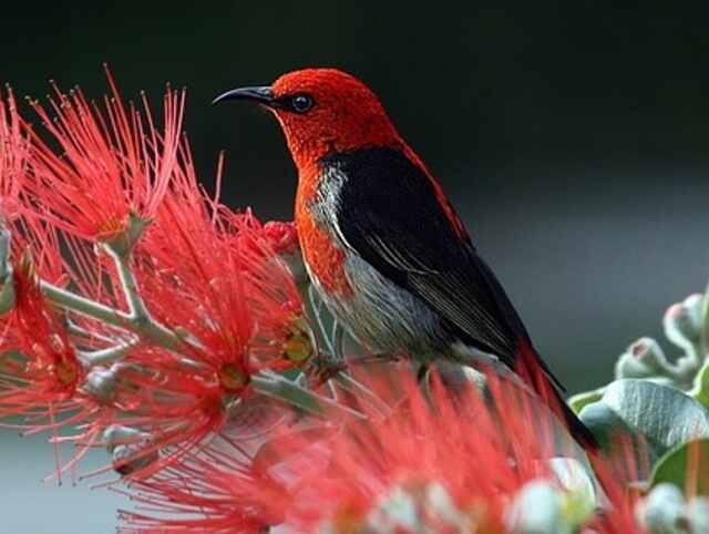 A Scarlet Honeyeater perched on a flower.