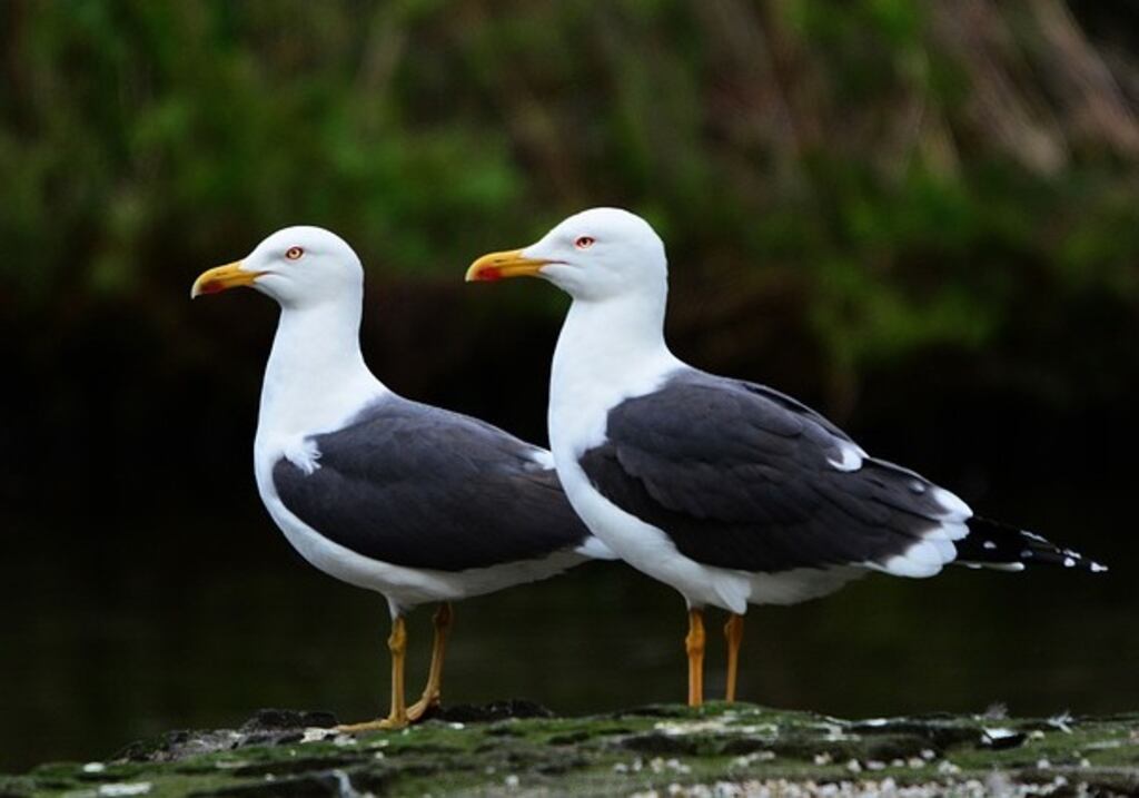 Two seagulls that look like identical twins