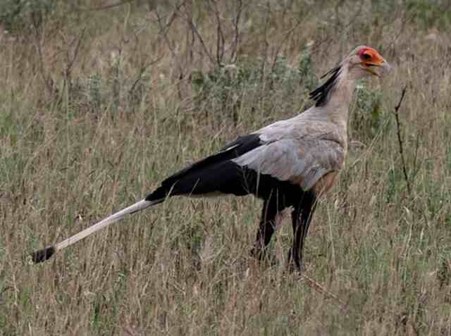 A Secretary bird roaming around in a field.