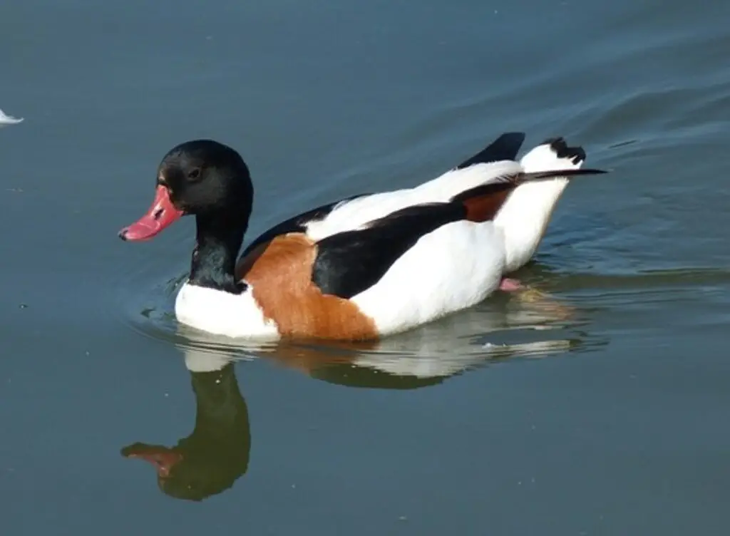 A Shelduck with a red beak floating through the water.