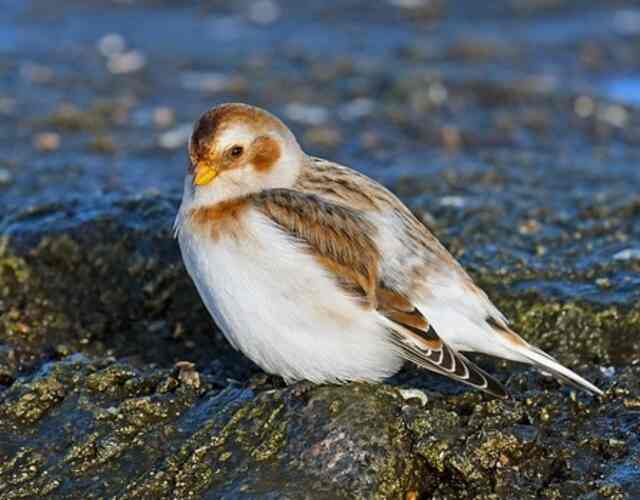 A Snow Bunting perched on a large rock in the North Sea.