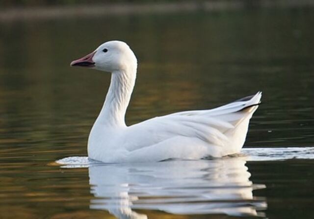 A Snow Goose gliding through the water.