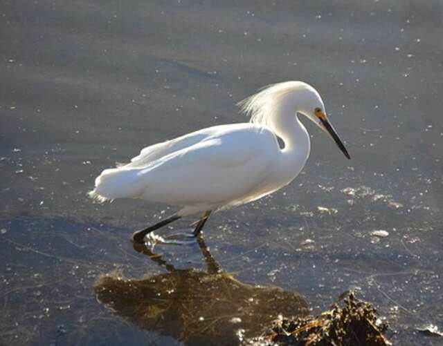 A Snowy Egret stalking prey in the water.