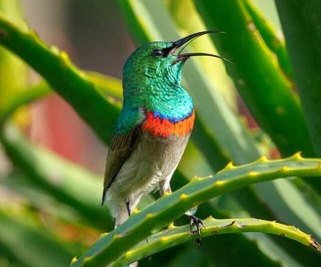 A Southern Double-Collared Sunbird perched on a tree branch.