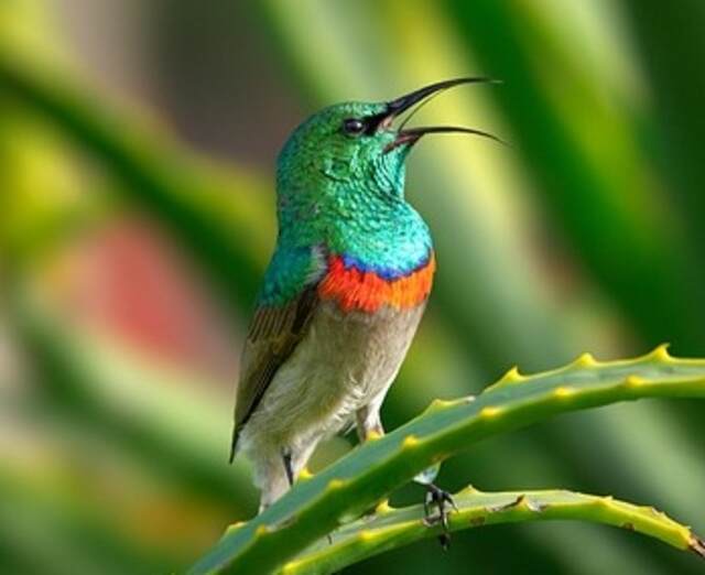 A Southern Double-Collared Sunbird perched on a tree.