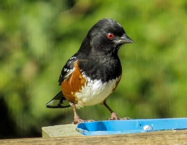 A Spotted Towhee eating at a bird feeder.