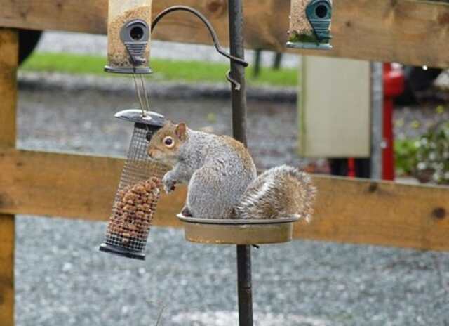 A squirrel raiding a bird feeder.
