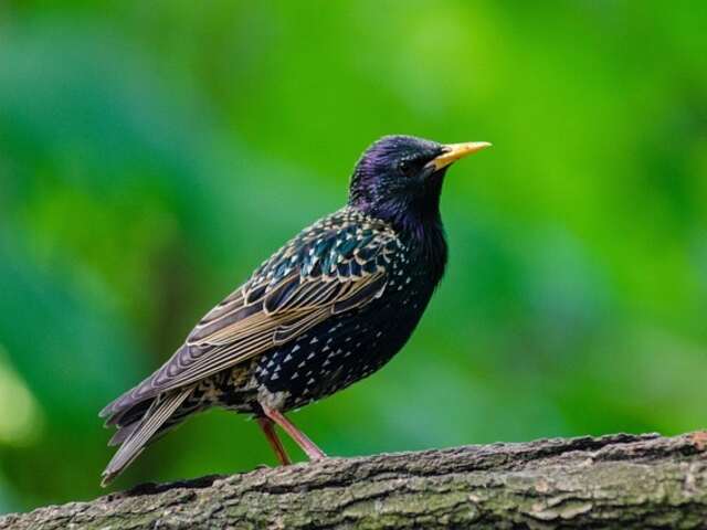 A Common Starling perched on a tree.