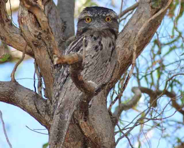 A Tawny Frogmouth perched in a tree.