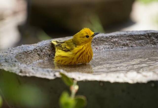 A Yellow Warbler enjoying a bird bath.