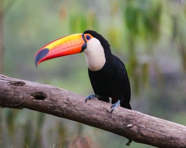 A Toco Toucan perched on a large tree branch.