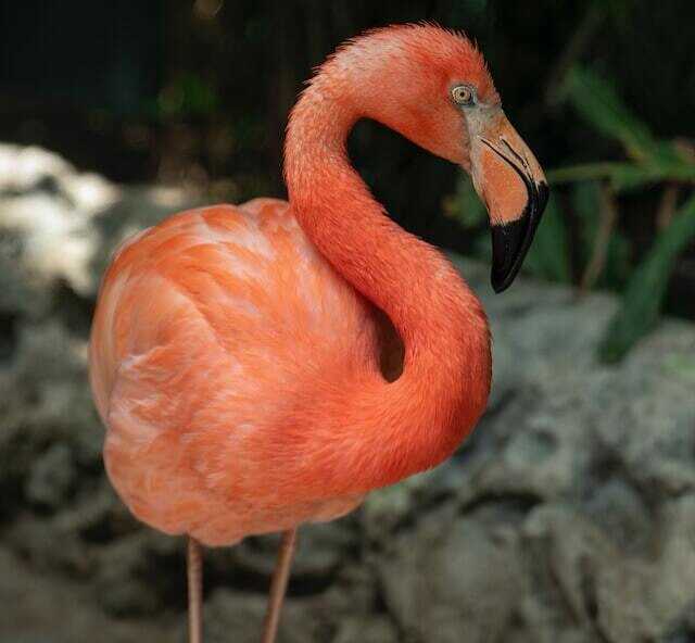 An American Flamingo walking around on land.