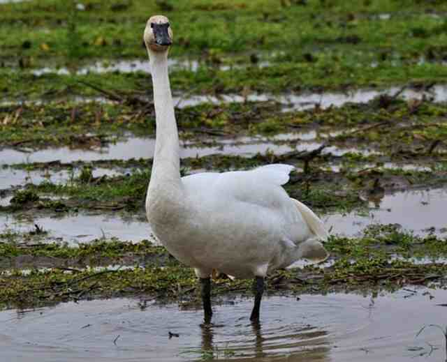 A Trumpeter Swan standing in a marshland.