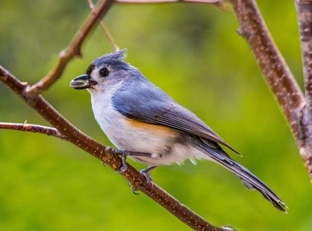 A Tufted Titmouse perched on a tree branch.