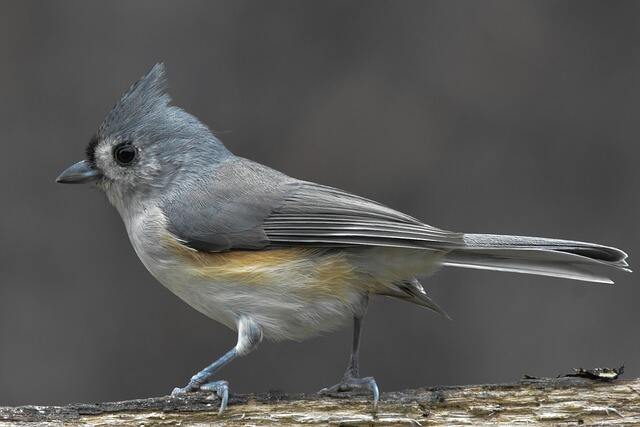A Tufted Titmouse perched on a tree.