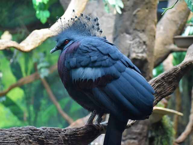 A Victoria Crowned Pigeon perched in a tree.