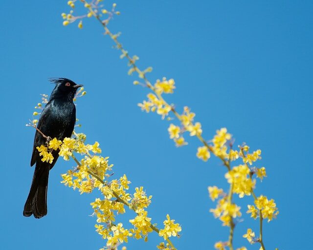 A Phainopepla perched in a tree.