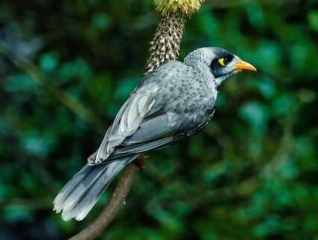 An Australian Noisy Miner perched on a tree branch.