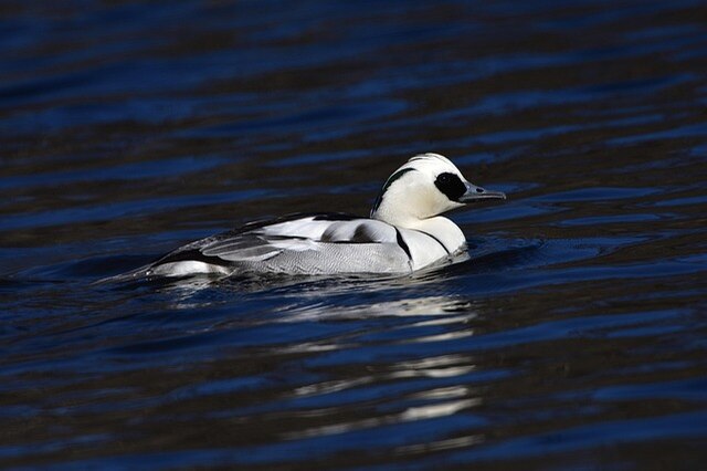 A Smew flaoting along on the water.