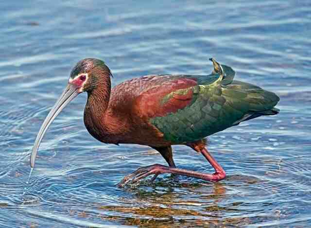 A White-faced Ibis stalking its prey in the water.
