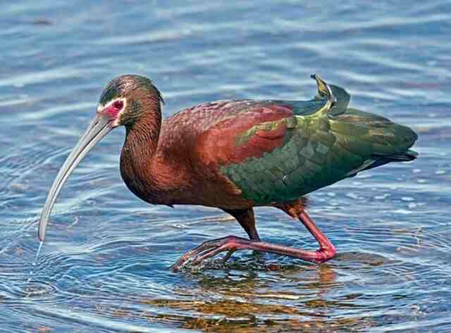 A White-faced Ibis foraging for food in the water.