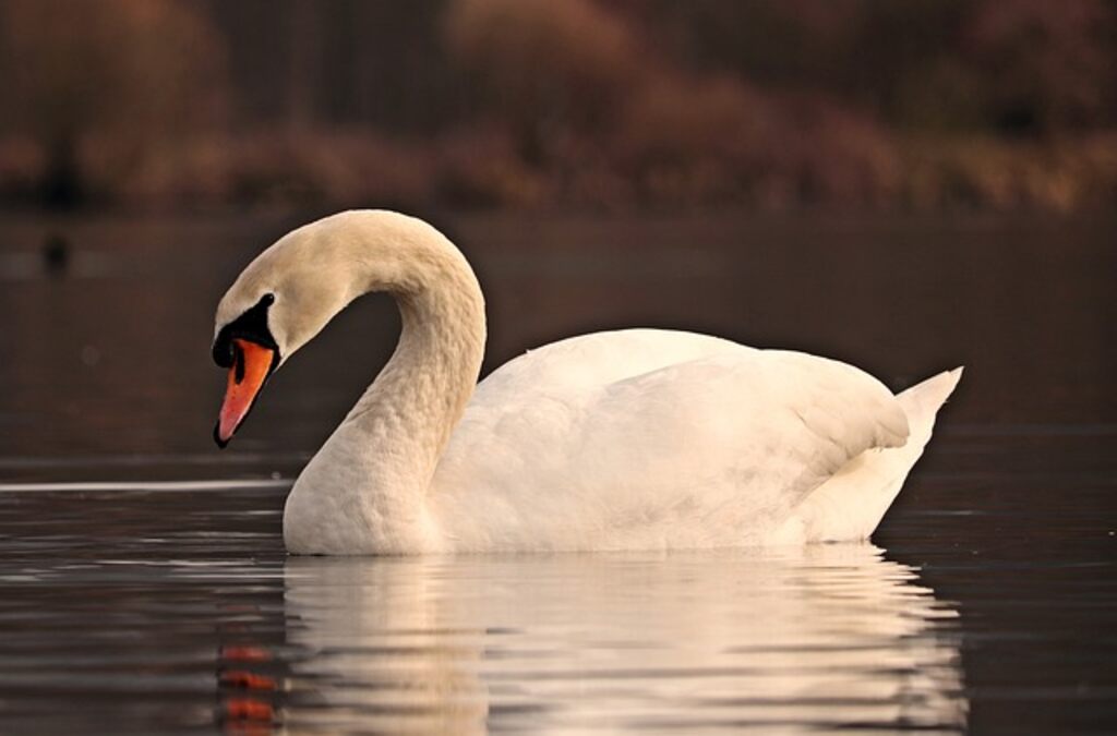 A White Swan gliding through the water.