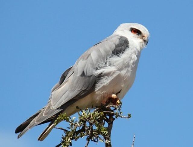 A White-tailed Kite perched in a tree.