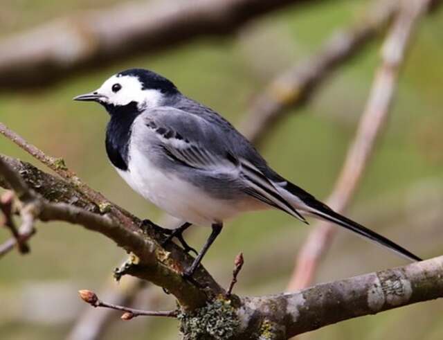 A White-wagtail perched in a tree.