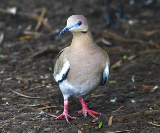 A White-winged Dove foraging on the ground.