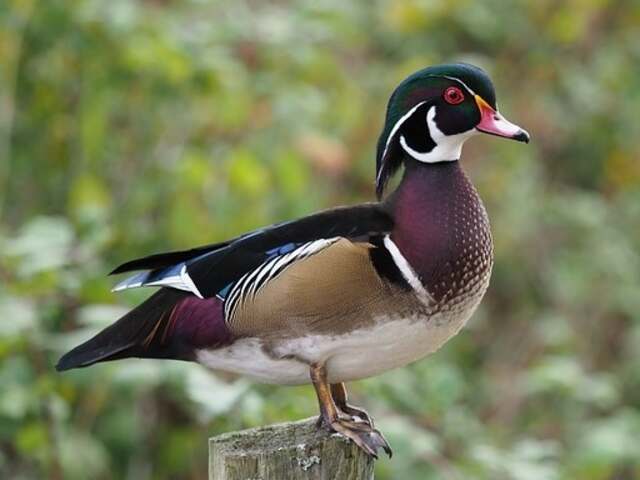 A Wood Duck standng on a wooden fence post.