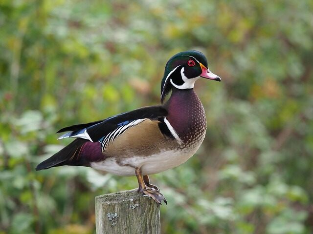 A Wood Duck perched on a wooden post.