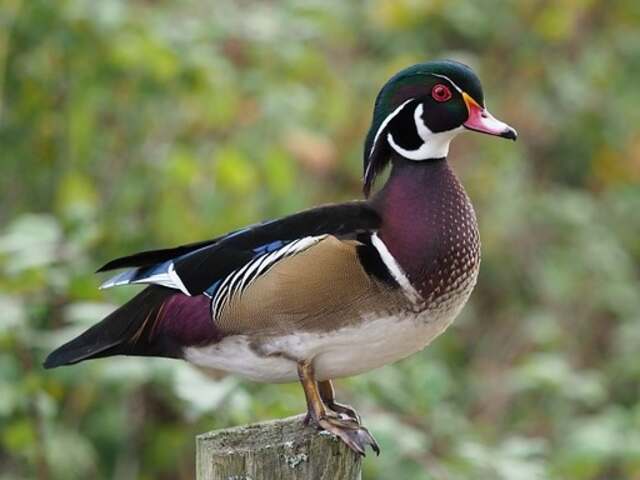 A Wood Duck perched on a wooden post.