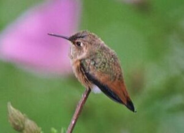 Allen's Hummingbird perched on a branch.
