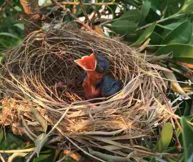 An American Robin hatchling in a nest hungry.