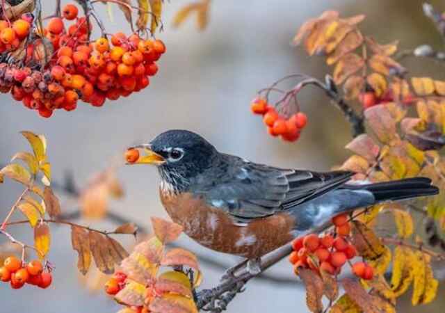 An American Robin eating from a fruit tree.