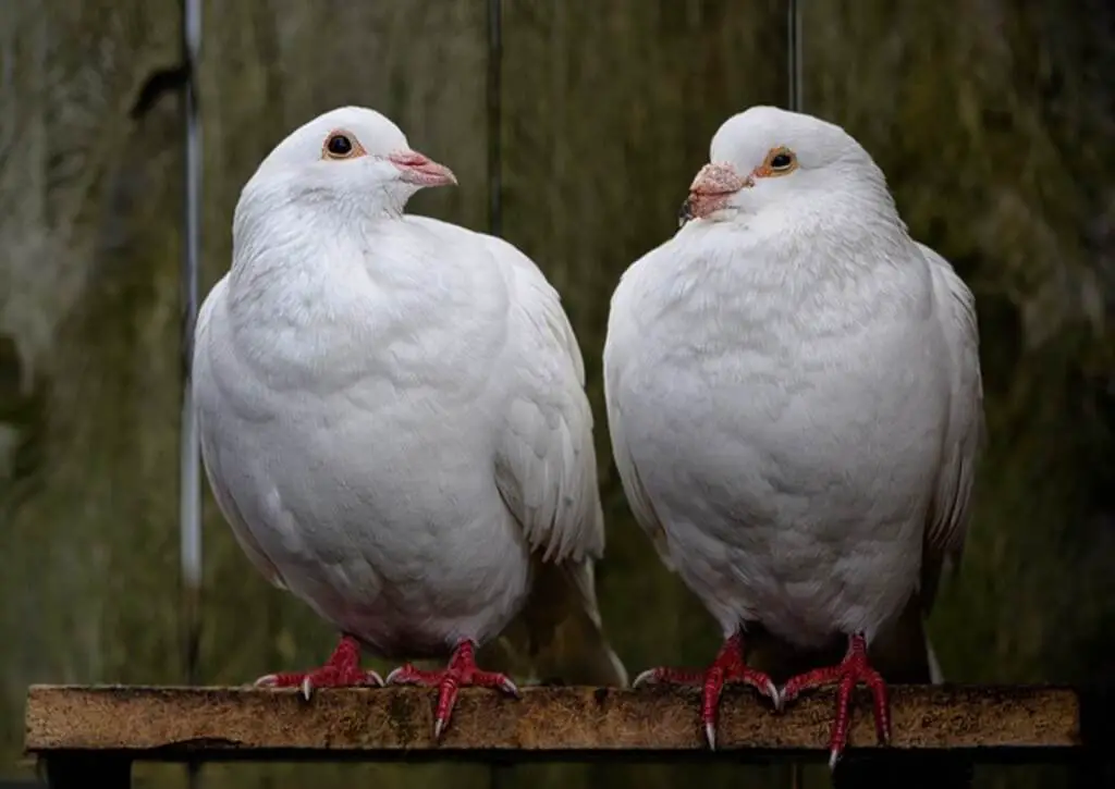 A couple of barbary doves looking at each other with love and affection.