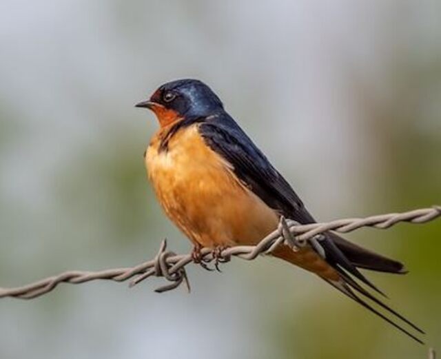 A Barn Swallow perched on a barbwire.