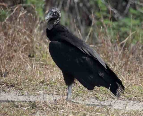 Types of Vultures in Texas: A Guide to Local Species!