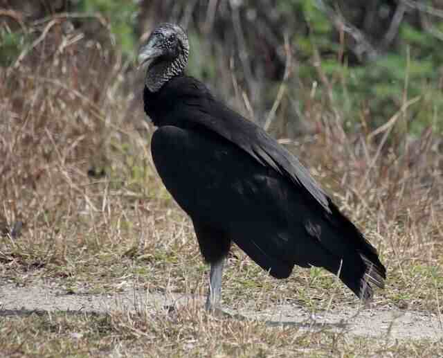 A Black Vulture standing on the ground.