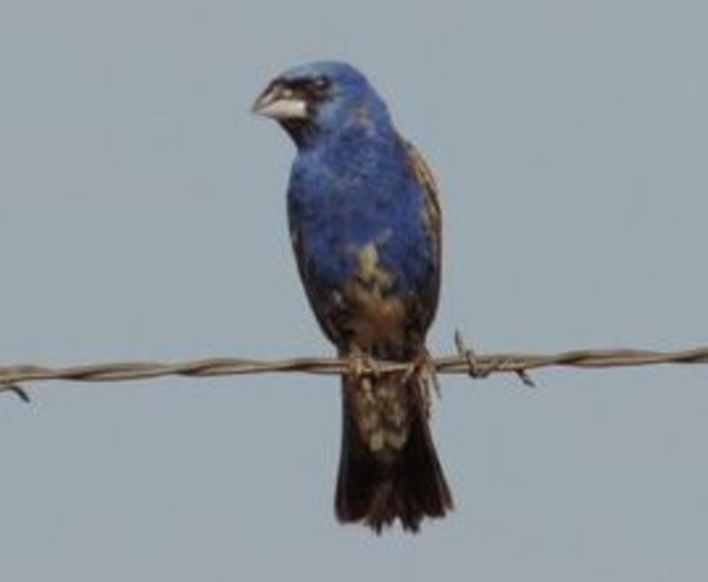 A Blue Grosbeak perched on a barbed wire.