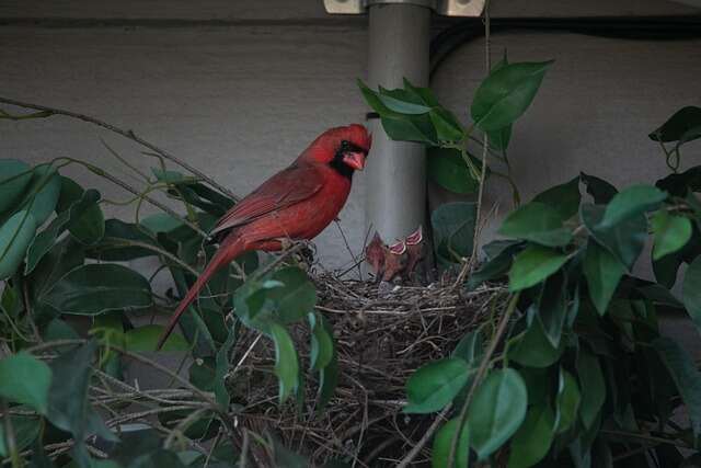 A Northern Cardinal feeding its hatchlings.
