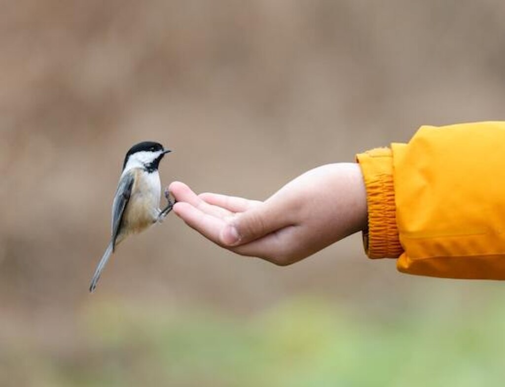 A Black-capped Chickadee landing on a persons hand.