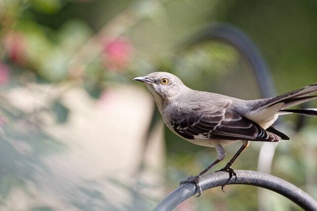 A Northern Mockingbird perched on a shepherd's hook.
