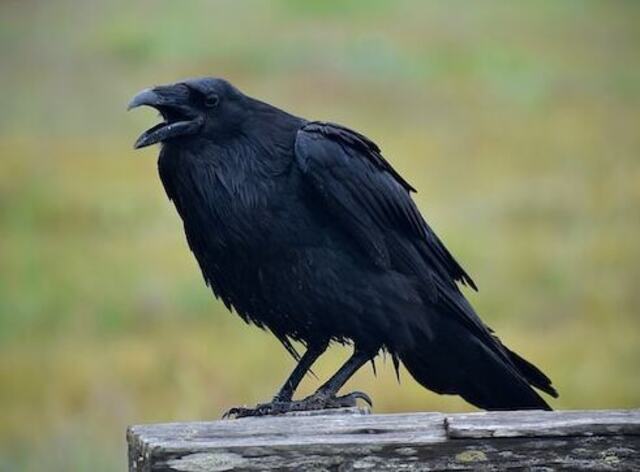 A Common Raven cawing.