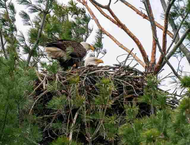 A couple of bald eagles in their nest.