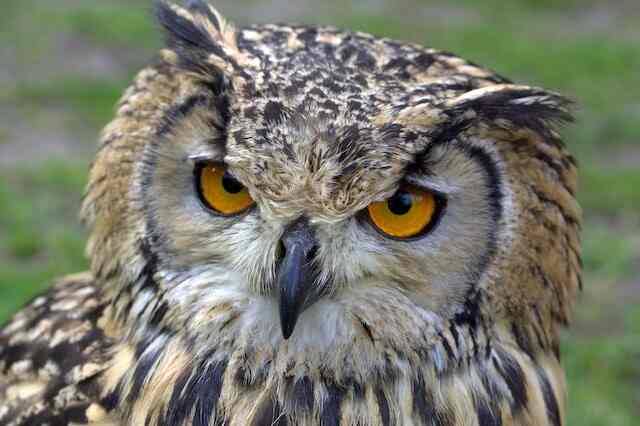 A Eurasian Eagle Owl with piercing yellow eyes.