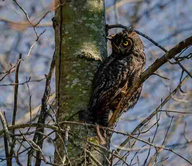 A Great Horned Owl spotting its prey.