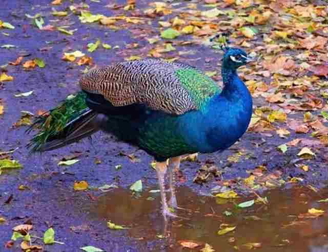 An Indian Peafowl standing in a puddle of water.