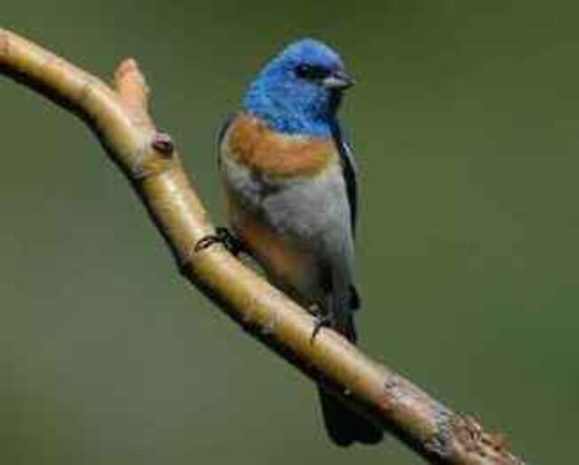 A Lazuli Bunting perched on a tree branch.